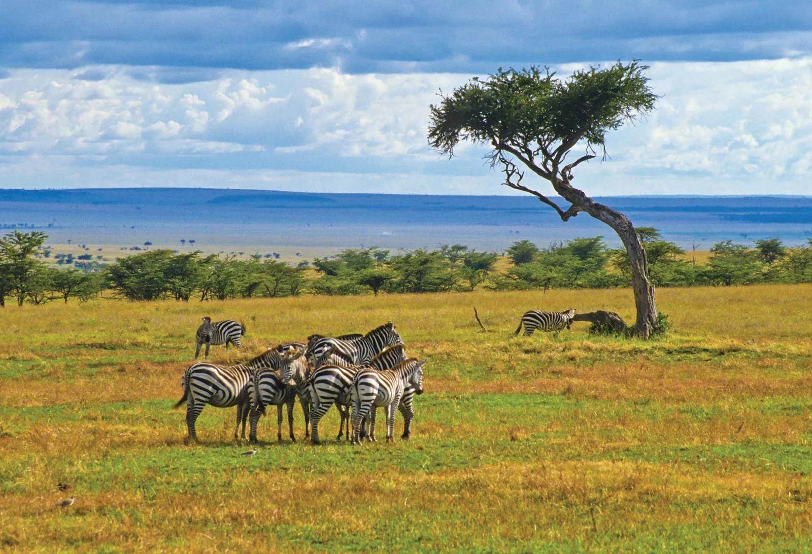 Kenya — Buja Tours