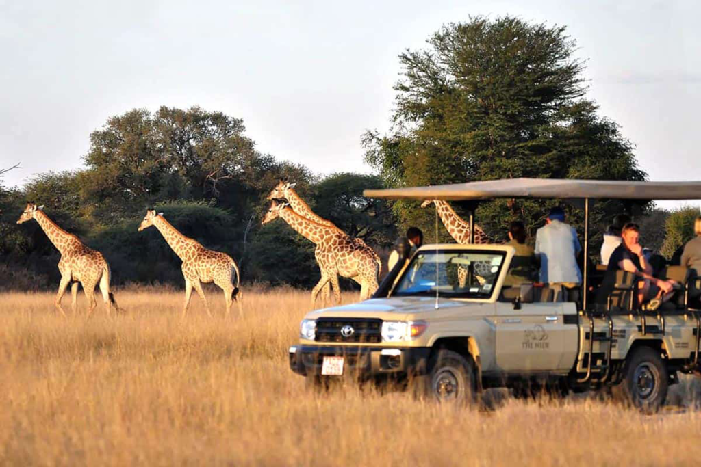 Sunset game drive in the African bush