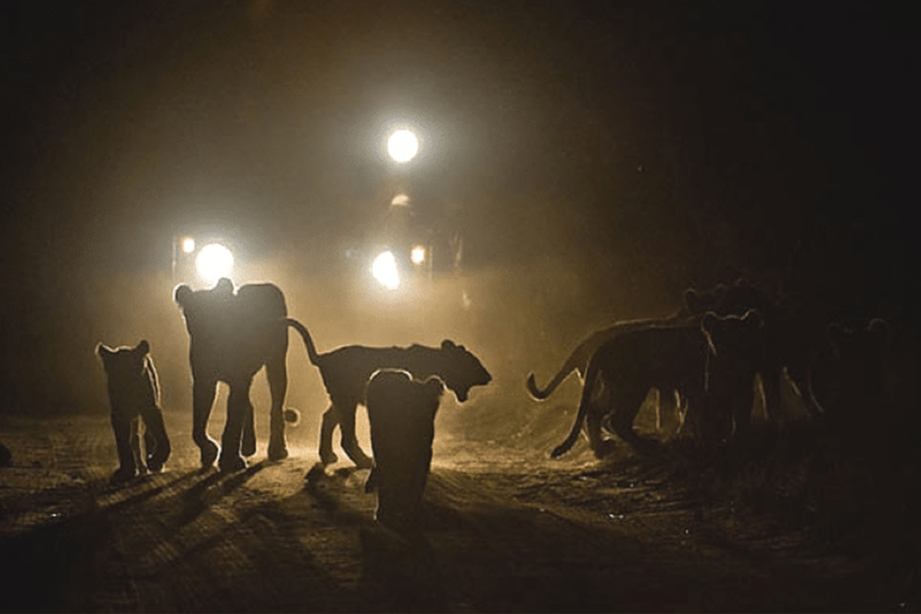 Evening dinner under the stars at a safari camp
