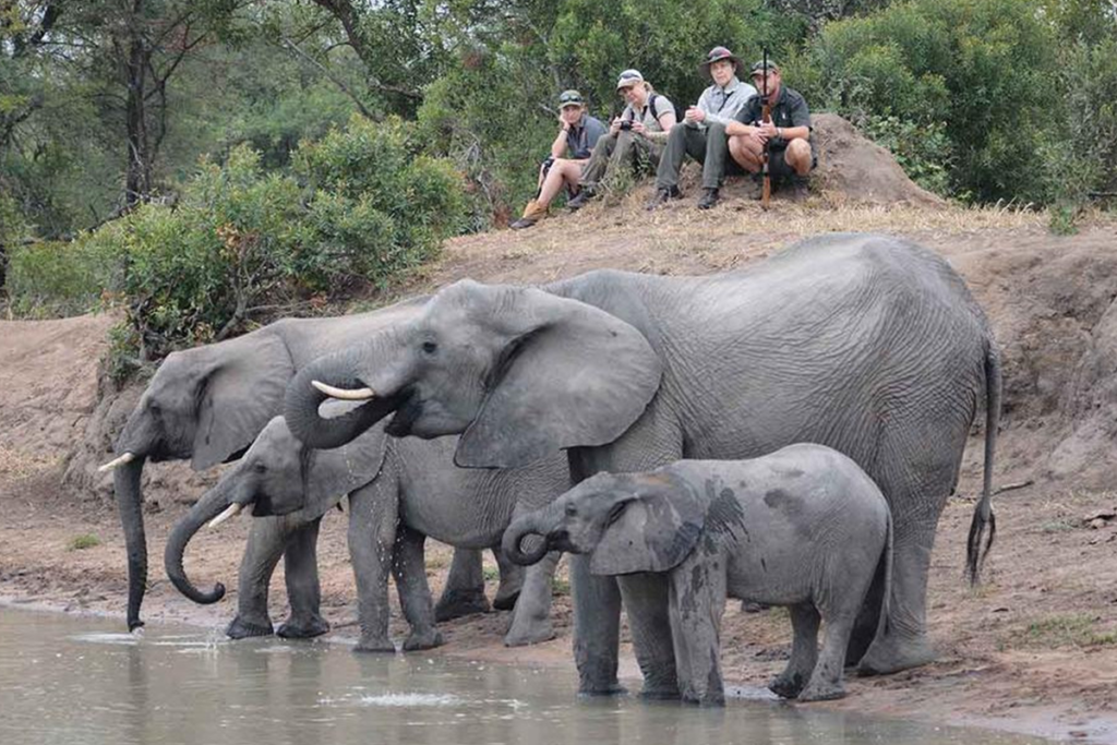 Walking safari guided by expert rangers