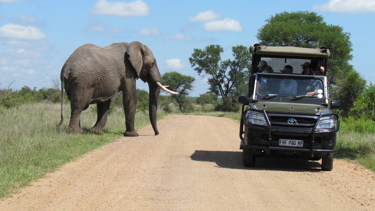 Afternoon Kruger Game Drive