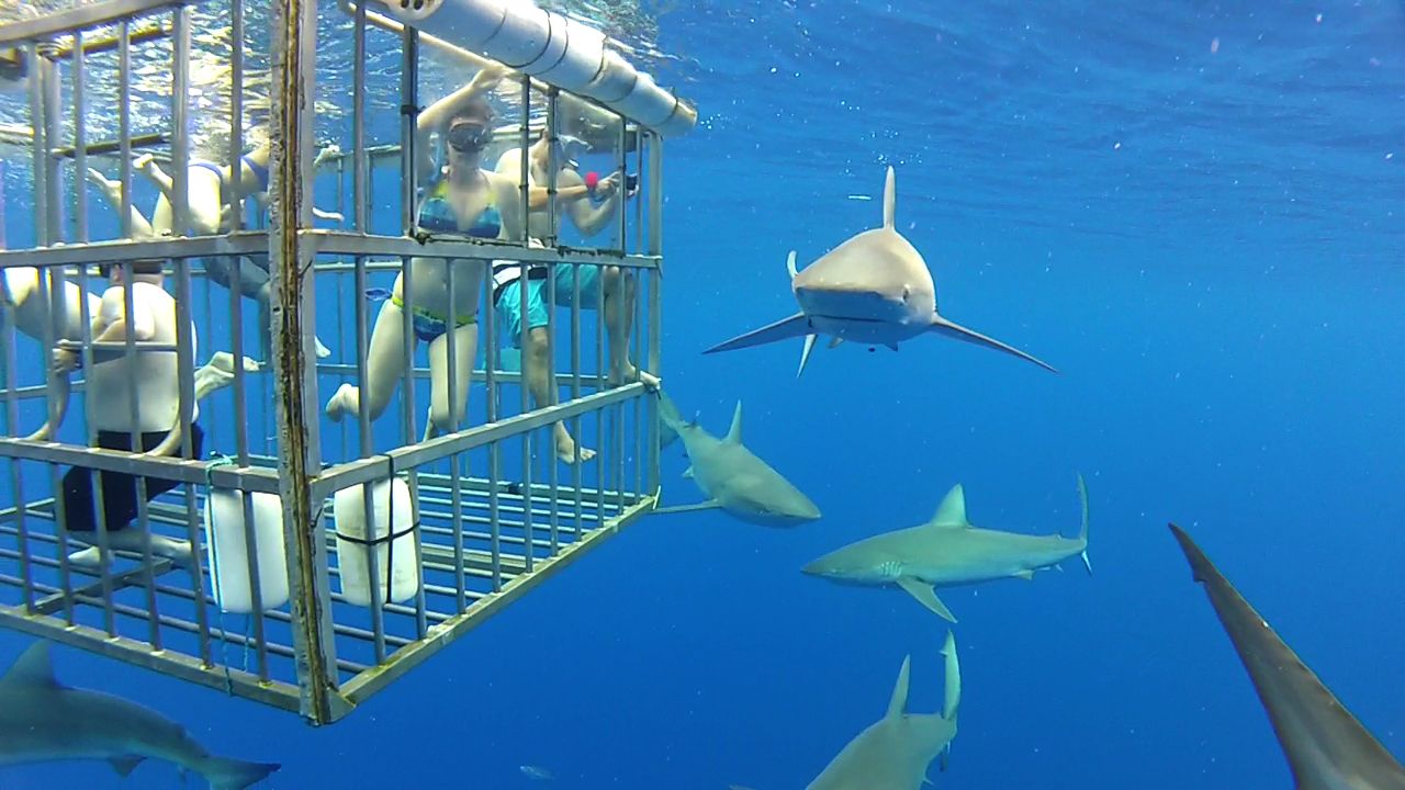 Shark Cage Diving Experience