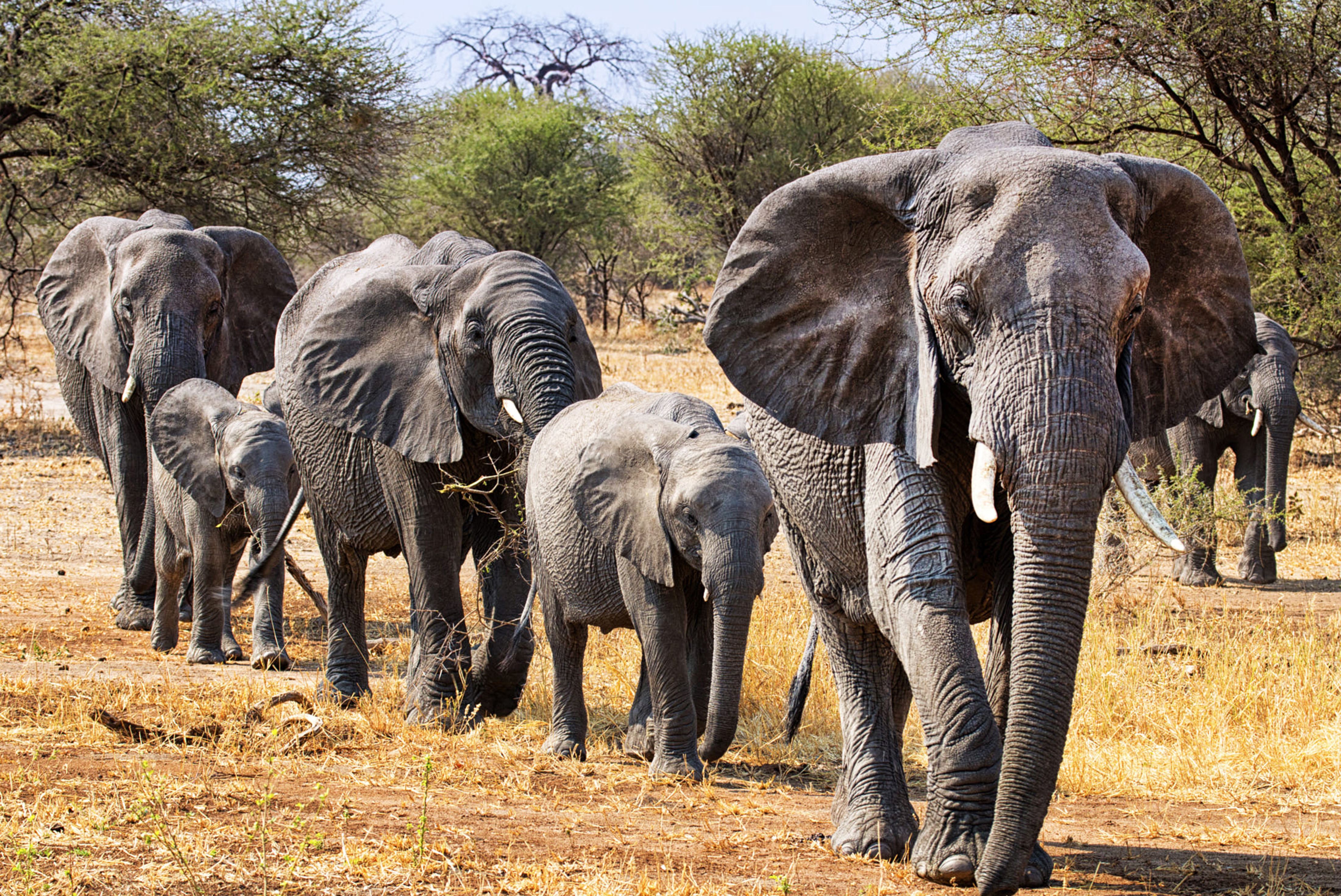 african-elephants-walking-through-the-brush-2026-03-19-01-53-02-utc