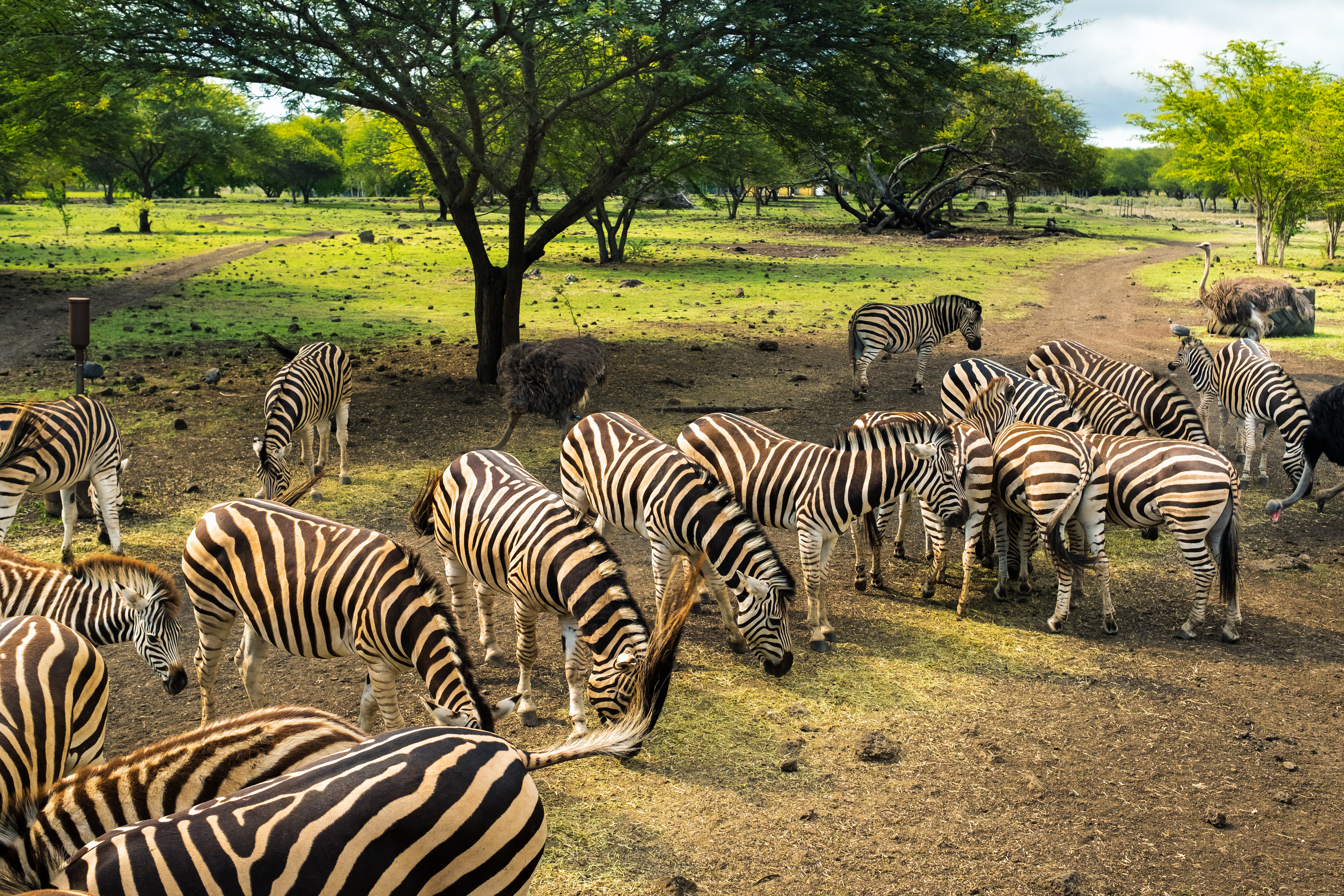 herd-of-zebras-and-ostrich-in-the-wild-in-park-on-2026-03-25-00-13-14-utc